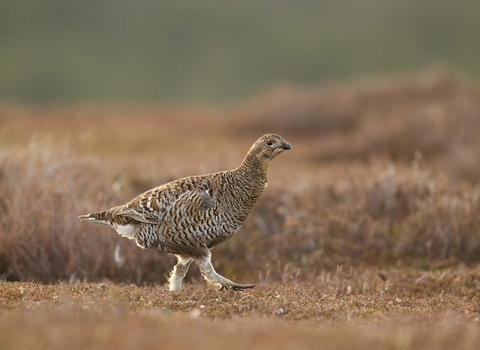 Female black grouse
