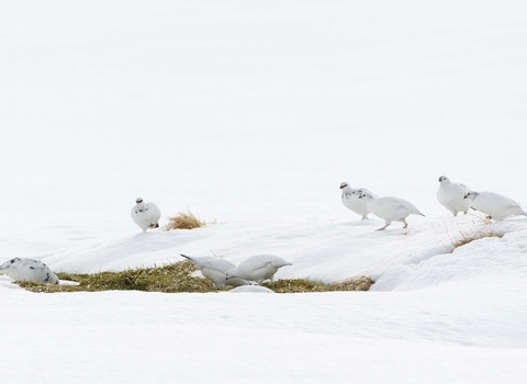 Ptarmigan flock