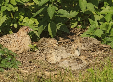 Pheasant female with young