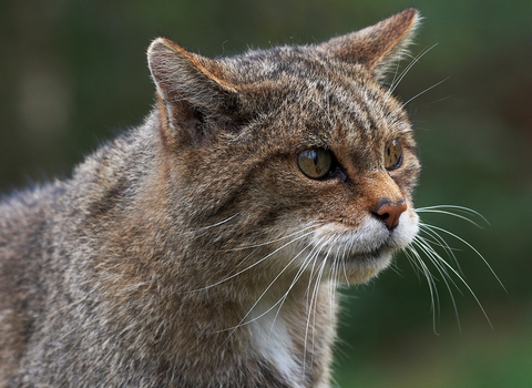 Wildcat