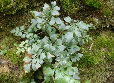 Wall-rue
