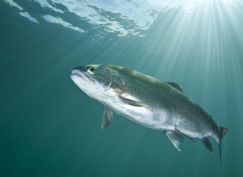 Rainbow Trout