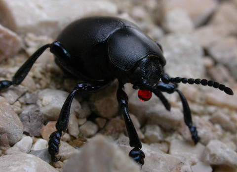 Bloody-nosed Beetle