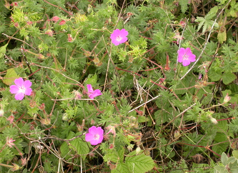Bloody Crane's-bill