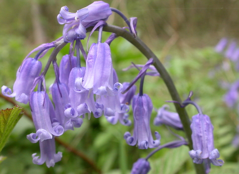 Bluebell