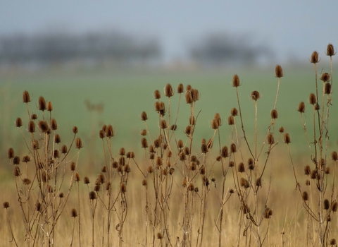 Teasel