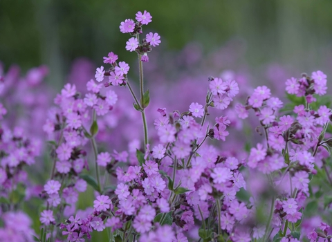 Red Campion