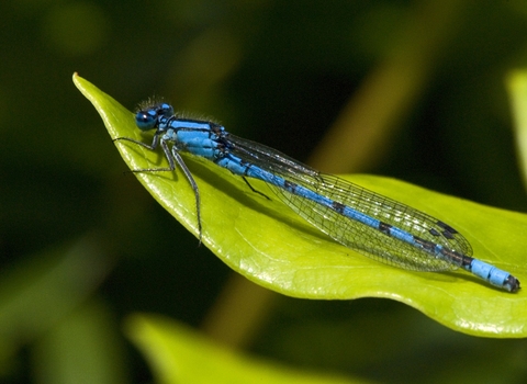 Common Blue Damselfly