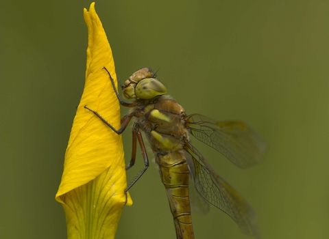 Norfolk Hawker