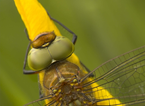 Norfolk Hawker