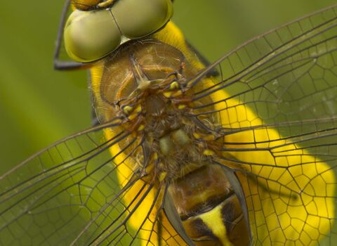 Norfolk Hawker