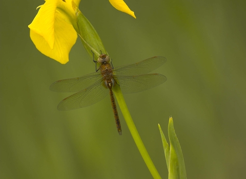Norfolk Hawker