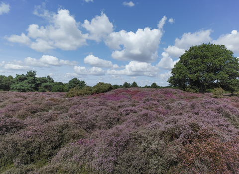 Blaxhall Common Suffolk Wildlife Trust