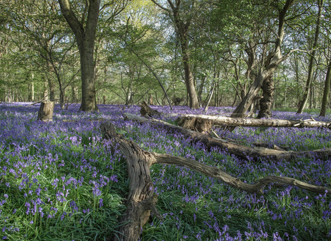 Captains Wood bluebells Suffolk Wildlife Trust