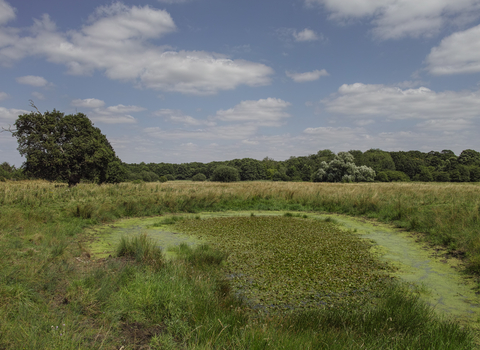 Market weston fen Suffolk Wildlife Trust