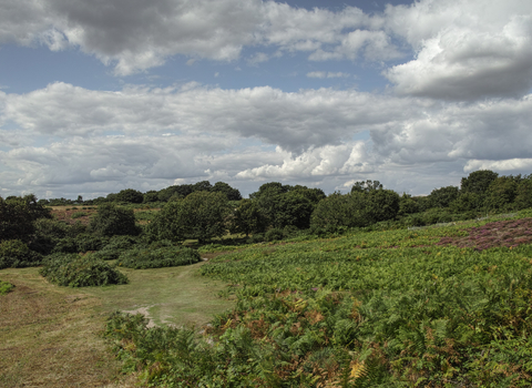 Church farm marshes Suffolk Wildlife Trust