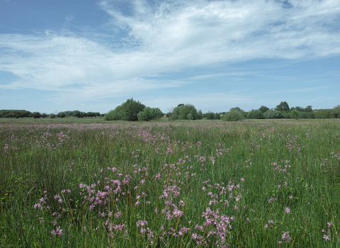 Darsham Marshes nature reserve Suffolk Wildlife Trust