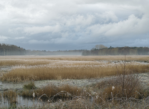 Hen Reedbeds nature reserve Suffolk Wildlife Trust