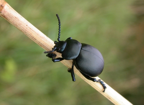Bloody-nosed Beetle