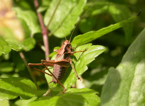 Dark Bush-cricket