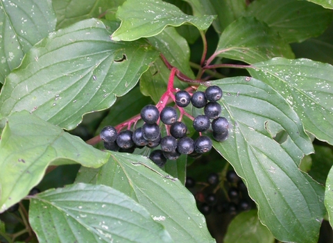 Dogwood