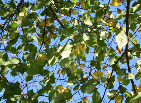 English Elm