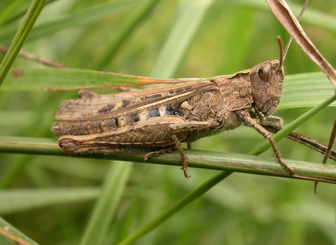 Common Field Grasshopper