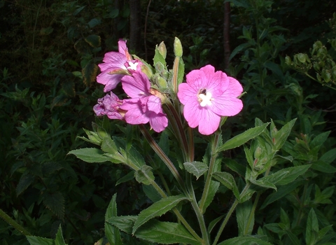Great Willowherb
