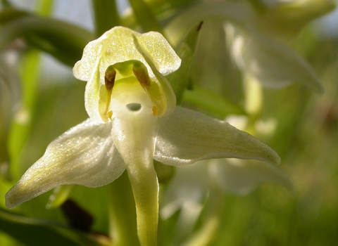 Greater Butterfly-orchid