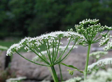 Ground-elder