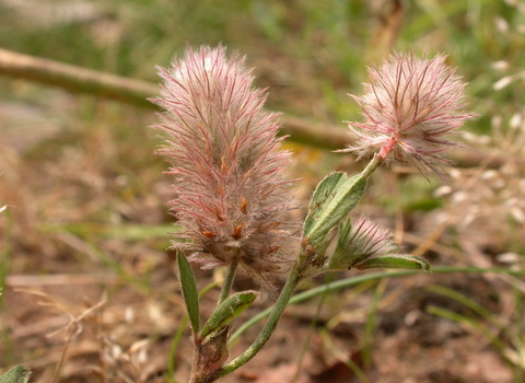 Hare's-foot Clover