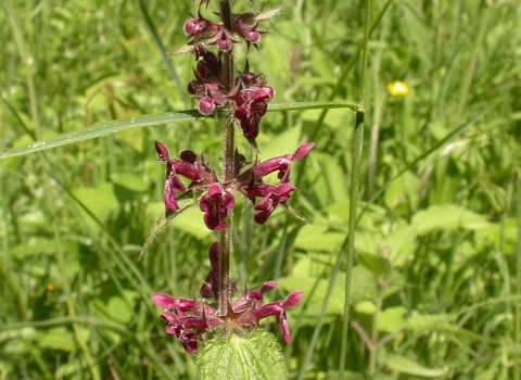 Hedge Woundwort