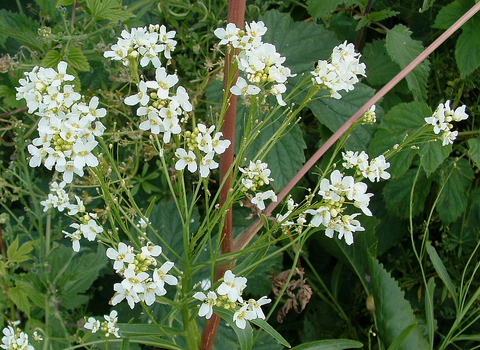 Horseradish