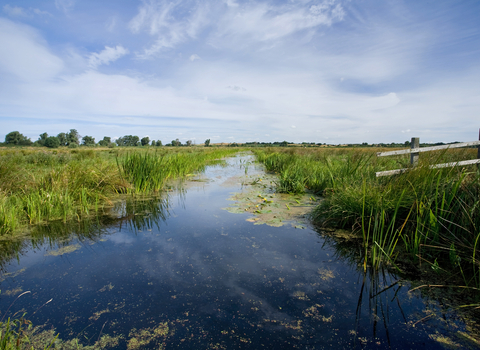 Castle Marshes Suffolk Wildlife Trust