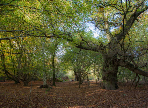 Old Broom Suffolk Wildlife Trust