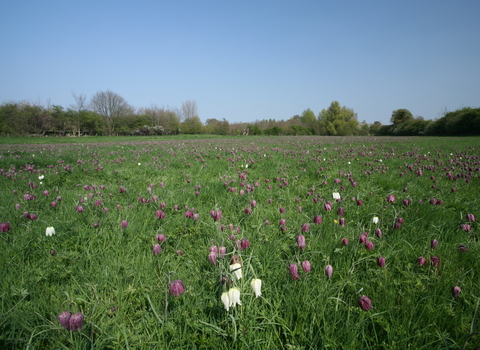 Fox Fritillary Meadow nature reerve