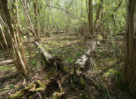 Bonny Wood Suffolk Wildlife Trust