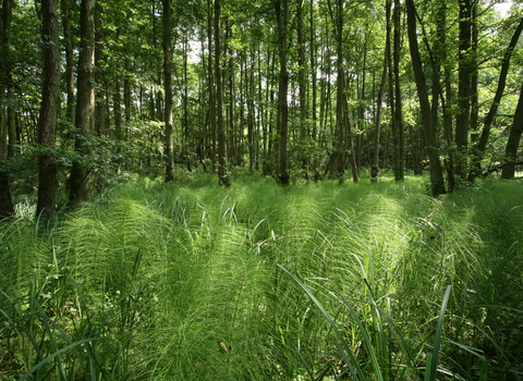 Arger Fen Suffolk Wildlife Trust