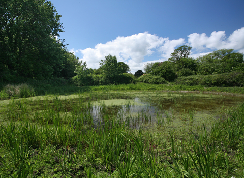 Gunton Meadow nature reserve Suffolk Wildlife Trust