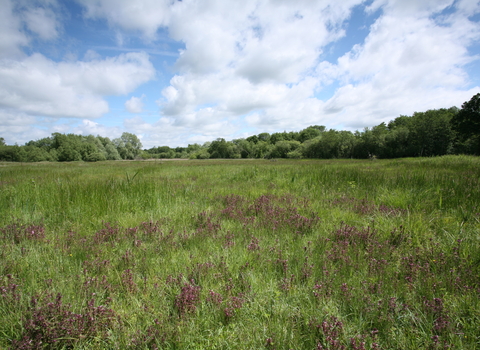 Thelnetham Fen Suffolk Wildlife Trust