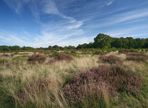 Knettishall Heath uffolk Wildlife Trust