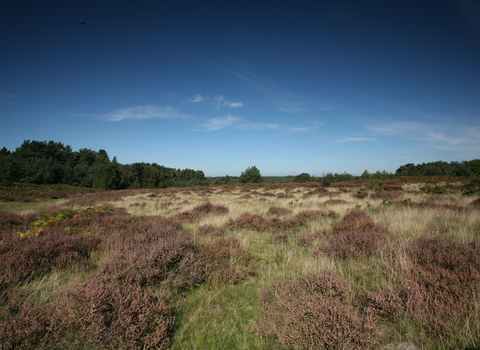 Knettishall Heath Suffolk Wildlife Trust