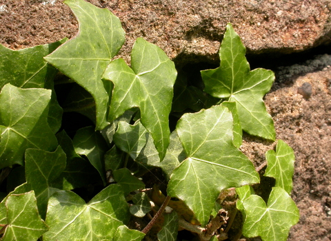 Ivy