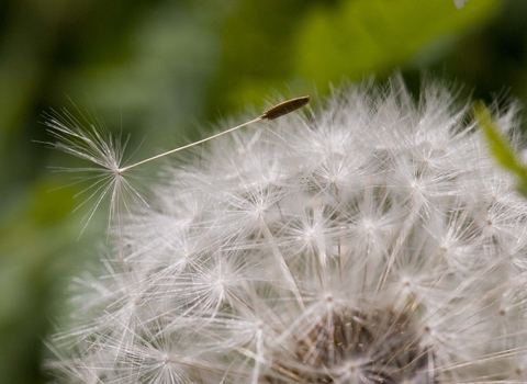 Common Dandelion