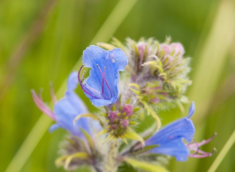 Viper's-bugloss