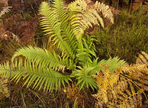 Male-fern