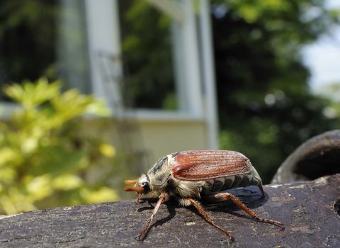 Common Cockchafer