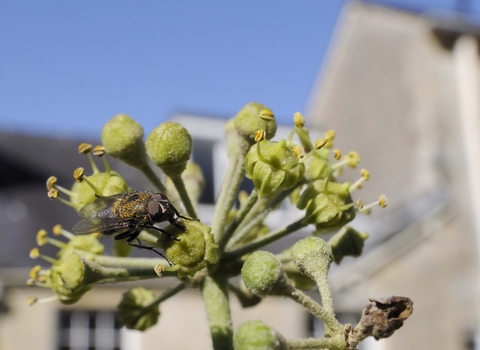 Cluster Fly on Ivy flower