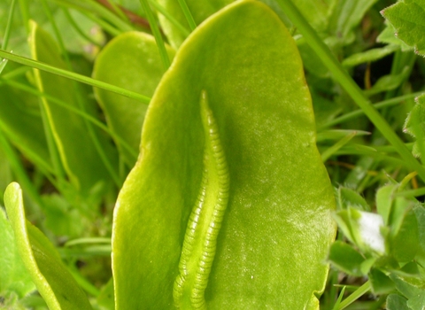 Adder's-tongue Fern
