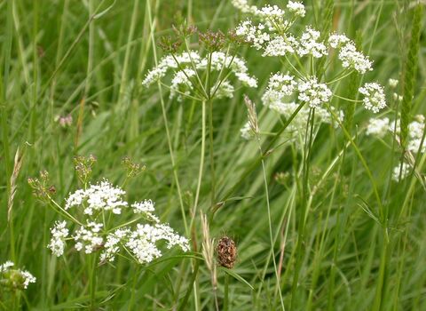 Pignut
